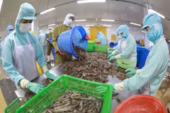Processing frozen shrimp for export at the factory of Minh Phu Hau Giang Seafood Company. (Photo: VNA)