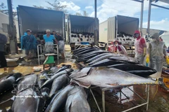 Tuna are purchased by traders at Tam Quan fishing port (Gia Lai). (Photo: VNA)