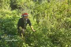 Tan May Liu, a member of the Red Dao Community Cooperative, collects medicinal herbs in a forest. (Photo: VNA)