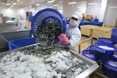 A shrimp processing factory in Ca Mau province (Photo: VNA)