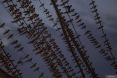Asian barn swallows (Hirundo rustica) perched on cables at Indramayu Town Square, West Java, on Feb. 7, 2025. (Photo: antaranews.com)