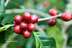 Vietnam's coffee cherries (Photo: VNA)