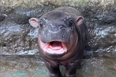 The newborn pygmy hippopotamus “Nong Moo Daeng” at Nakhon Ratchasima Zoo (Photo: pattayamail.com)