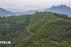 The World Bank agrees to purchase an additional 1 million tonnes of CO2 as excess greenhouse gas emission reductions in the north-central region. (Photo: VNA)