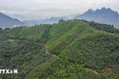 The World Bank agrees to purchase an additional 1 million tonnes of CO2 as excess greenhouse gas emission reductions in the north-central region. (Photo: VNA)