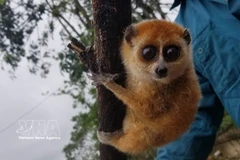 Pygmy slow loris (Nycticebus pygmaeus) (Photo published by VNA)