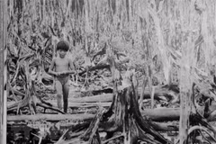 Agent Orange/dioxin sprayed by the US military in southern Vietnam destroys the environment and crops, leaving consequences that persist to this day. (File photo: VNA)