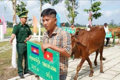 Local residents take the donated breeding cows home. (Photo: VNA) 