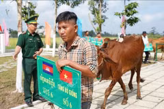 Local residents take the donated breeding cows home. (Photo: VNA) 