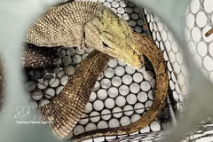 The clouded monitor (Varanus nebulosus) weighs approximately two kilograms and measures around 70 centimetres in length. (Photo: VNA)