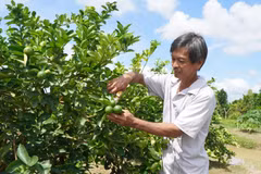 A farmer harvests lemons in Vietnam. (Illustrative photo: VNA)