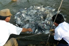 Vietnamese tilapia (Photo: Ministry of Agriculture and Environment)
