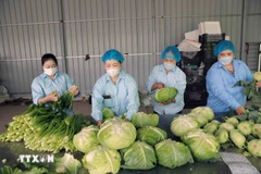Packaging vegetables produced under the VietGap process at Van Duc Agricultural Cooperative, Hanoi. (Photo: VNA) 