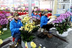 Phung Cong commune is known as the “capital” of flowers and ornamental plants in the northern region (Photo: VNA)