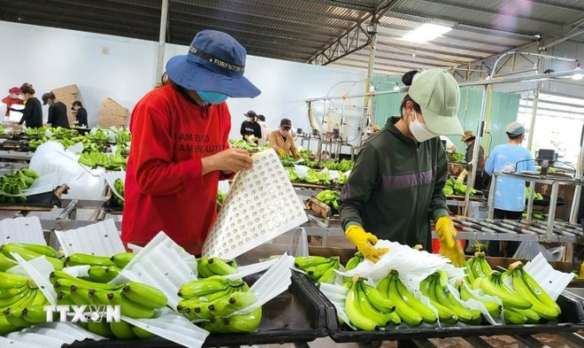 Vietnam is expanding export markets by establishing planting area codes. (Photo: VNA)