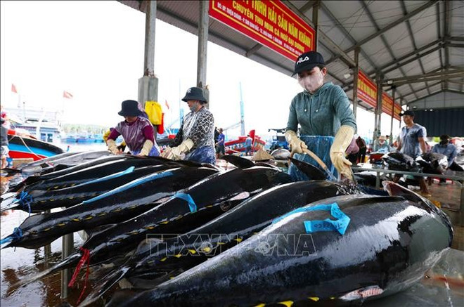 Binh Dinh province's tuna has been exported to China, the EU, and the US. (Photo: VNA) tuna.jpg