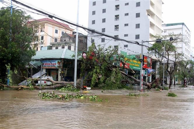 Trees fall on a flooded street in Cua Lo ward of Nghe An province after Typhoon Bualoi. (Photo: VNA) vna-potal-nghe-an-trieu-cuong-anh-huong-nang-den-cac-dia-phuong-ven-bien-8304701.jpg