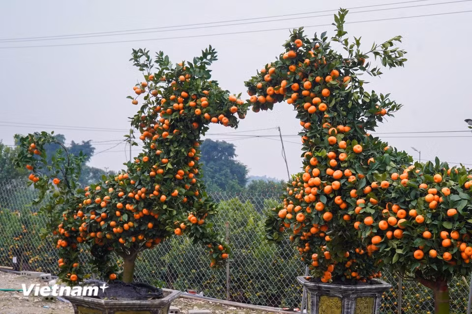 The body is shaped with smooth, flowing lines, while the head is clearly defined and the posture appears strong and steady. Dense clusters of bright fruit create a sense of abundance and prosperity for the New Year. (Photo: VietnamPlus)