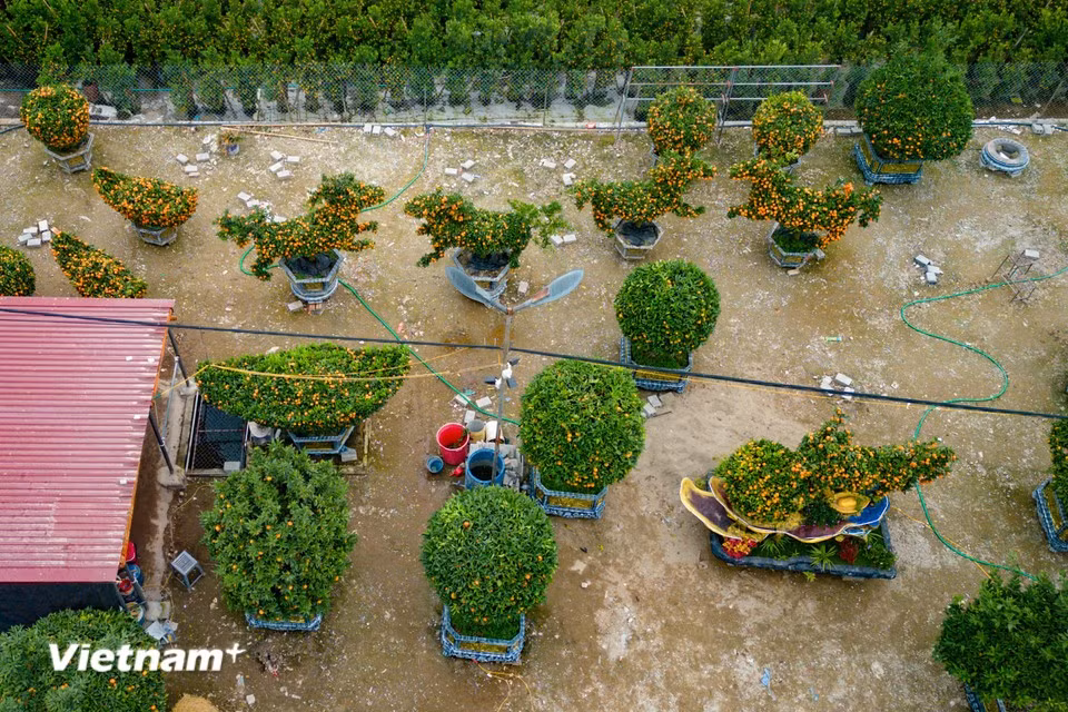 In recent years, as consumer tastes become more sophisticated, many growers have developed new designs shaped according to the zodiac animal of the year. (Photo: VietnamPlus)