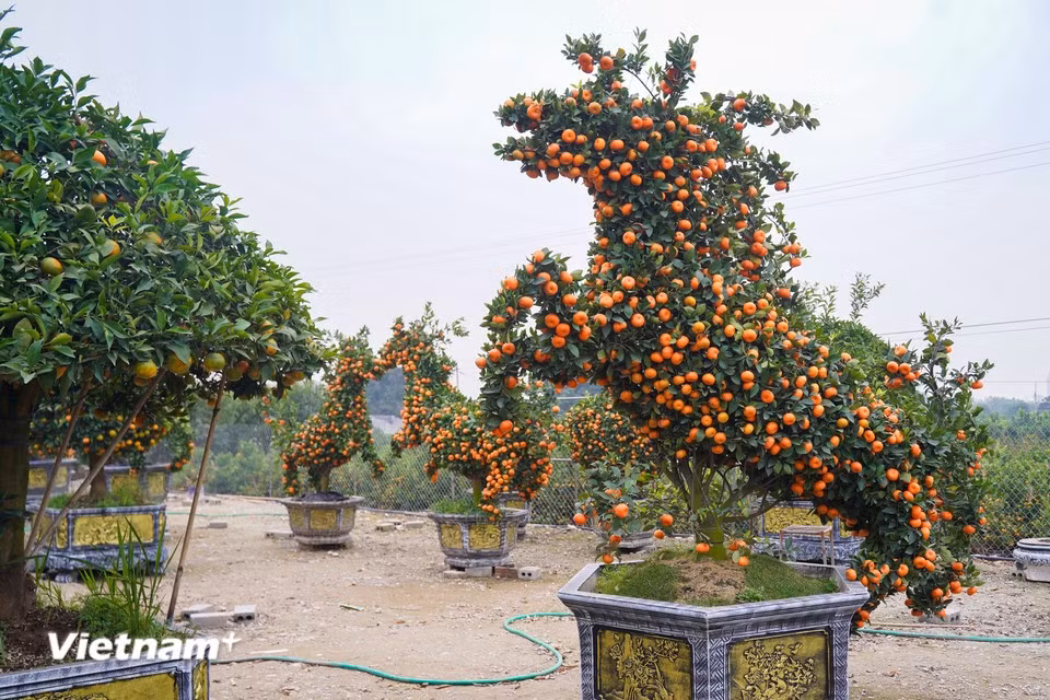 Each horse-shaped tree stands about 3 metres high and 2.5 metres long. The canopy is carefully trained to form the four legs, head and tail in a continuous and balanced structure, covered with thousands of ripe golden fruits. (Photo: VietnamPlus)