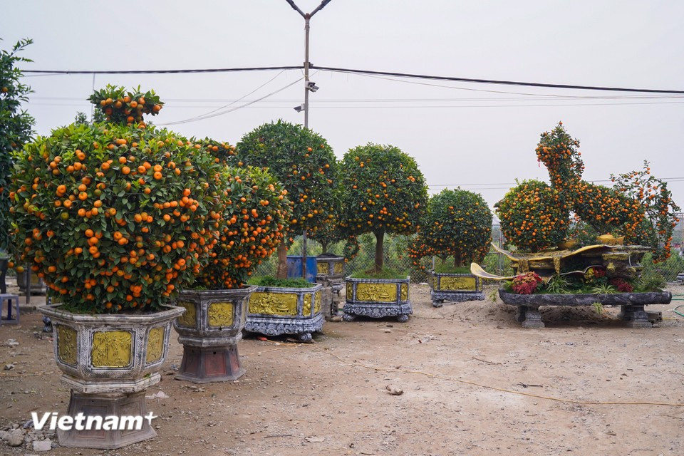 Notably, for Tet 2026, some growers are introducing special creations such as horse-shaped kumquat trees, along with designs in the form of vases and gold ingots symbolising prosperity and good fortune. (Photo: VietnamPlus)