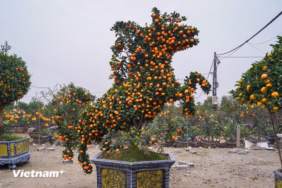 Nguyen, a local garden owner, says the creation of each piece is highly complex. The process begins as early as the eighth lunar month to ensure the tree reaches the desired shape and fruit quality in time for Tet. (Photo: VietnamPlus)