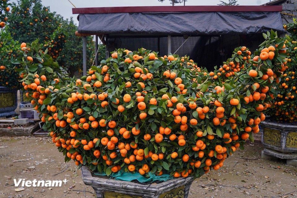 Besides horse designs, the market also offers a wide range of ornamental kumquat forms such as vase-shaped trees, prosperity-themed designs and gold-ingot models, providing diverse choices for customers decorating their homes during the festive season. (Photo: VietnamPlus)
