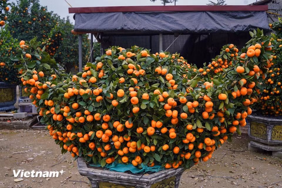 Besides horse designs, the market also offers a wide range of ornamental kumquat forms such as vase-shaped trees, prosperity-themed designs and gold-ingot models, providing diverse choices for customers decorating their homes during the festive season. (Photo: VietnamPlus)