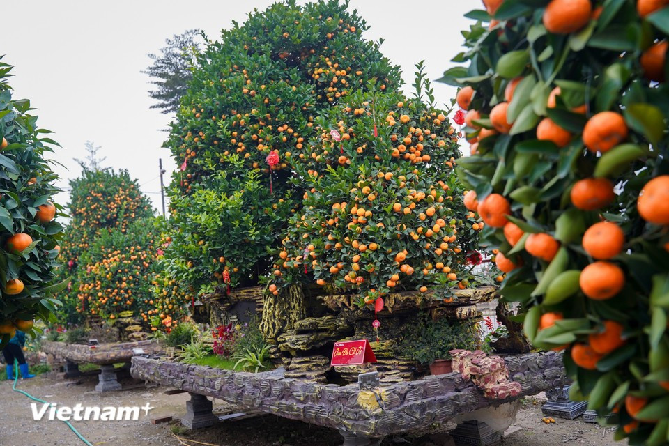 This year’s Tet ornamental plant market features a wide variety of designs and products. In addition to ancient kumquat and pomelo trees, many gardens are expanding the production of bonsai kumquat, exposed-root styles and ornamental pomelo planted in finely crafted ceramic containers. (Photo: VietnamPlus)