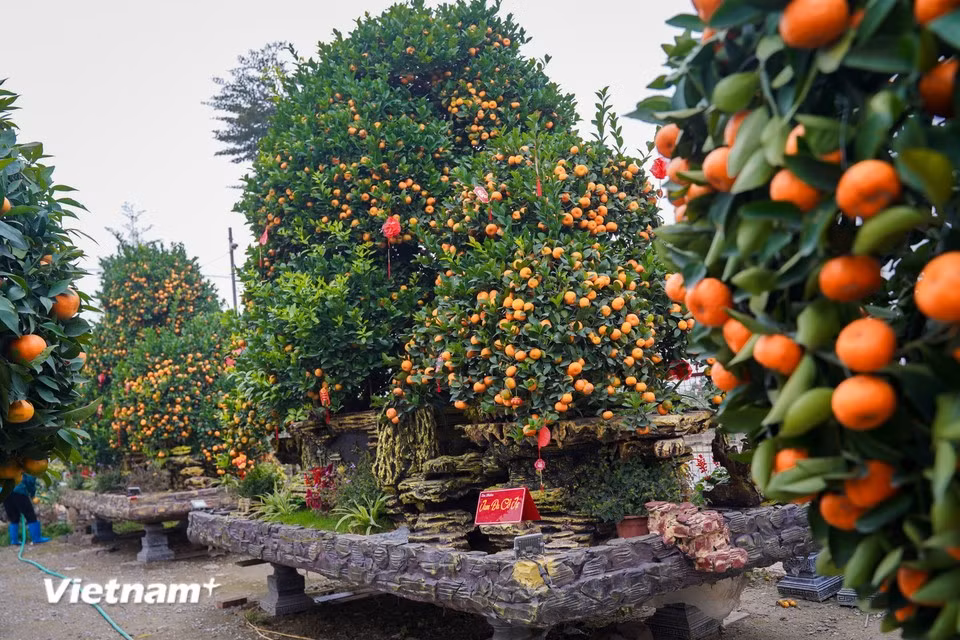 This year’s Tet ornamental plant market features a wide variety of designs and products. In addition to ancient kumquat and pomelo trees, many gardens are expanding the production of bonsai kumquat, exposed-root styles and ornamental pomelo planted in finely crafted ceramic containers. (Photo: VietnamPlus)