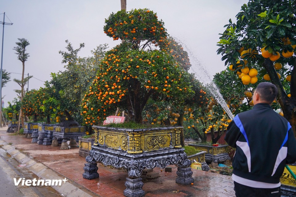 Alongside traditional gardens, some producers focus on distinctive forms and creative pots to attract customers. (Photo: VietnamPlus)