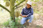 A technician at Sakura Farm (Dong Khanh Son commune, Khanh Hoa province) uses equipment to test, analyse, and diagnose the “health” of durian-growing soil, providing accurate indicators and timely treatment recommendations. (Photo: VNA)