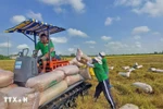 Farmers in Thoai Son district, An Giang province, harvest the 2025 Winter-Spring rice crop. (Photo: VNA)