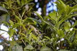 Tua Chua elevates local specialty tea quality