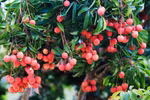In Bac Giang province, 16,000 ha of lychee are cultivated under VietGAP standards, 204 ha meet GlobalGAP certification, and 10 ha are grown using organic methods. (Photo: tapchicongthuong.vn) 