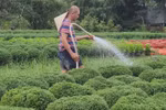 Vinh Long gardeners busy preparing flowers for Tet