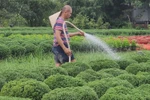 Vinh Long gardeners busy preparing flowers for Tet