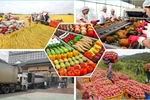 Vietnam to diversify markets for agricultural products amid global trade shifts. (Photo: VNA)