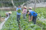 Moc Chau works hard toward organic agricultural exports