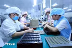 Women are increasingly participating in various sectors of production and playing a vital role. (Photo: VNA)