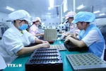 Women are increasingly participating in various sectors of production and playing a vital role. (Photo: VNA)