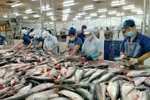 Processing pangasius fish for export. (Photo: sggp.org.vn)
