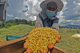 Stronger local harvest drives down Philippine rice imports by 21%. (Photo: businessmirror.com.ph)
