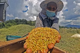 Stronger local harvest drives down Philippine rice imports by 21%. (Photo: businessmirror.com.ph)