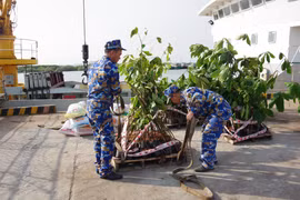 Saplings and supplies loaded onto Ship 638 for “Greening Truong Sa” programme (Photo: VNA) 