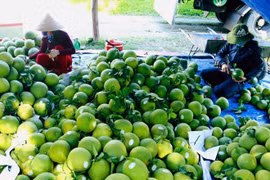 Hanoi records more than 2 billion USD in agricultural export revenue in 2025 (Photo: VNA)