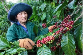 Vietnam’s coffee exports hit a record of 8.4 billion USD in the 2024–2025 crop year. (Photo: VNA)