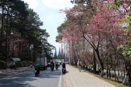 Cherry trees in full bloom along Tran Hung Dao street in Xuan Huong – Da Lat ward, (Photo: VNA)