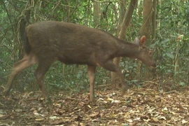 The Truong Son muntjac, photographed in Phong Nha–Ke Bang National Park. (Photo: Phong Nha–Ke Bang National Park) 