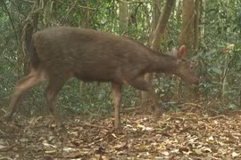 The Truong Son muntjac, photographed in Phong Nha–Ke Bang National Park. (Photo: Phong Nha–Ke Bang National Park) 